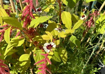 Amaranth: My new obsession