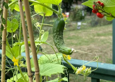 More like "cute-cumber!"