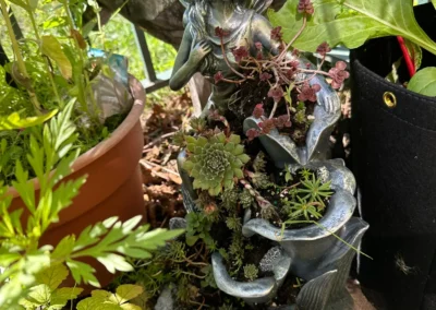 The Succulent Faerie