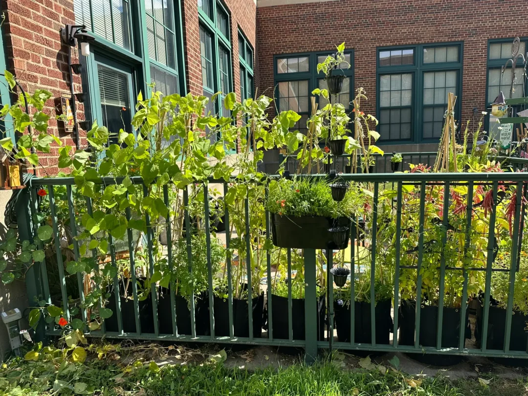 My Tiny Food Forest