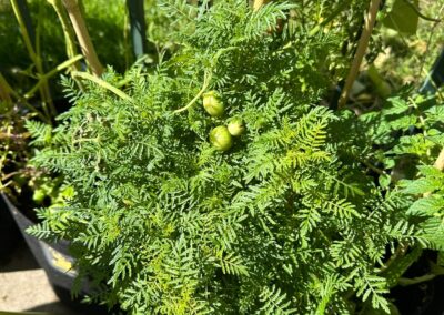 Tomatoes and marigolds: the ultimate companions